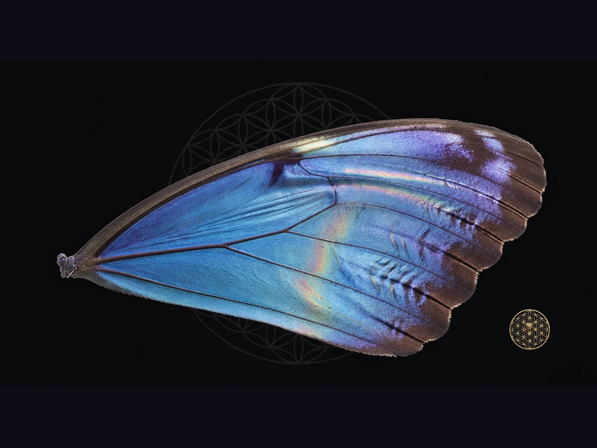 Product artwork for Color Without Pigment: Painted Studies in Structural Color