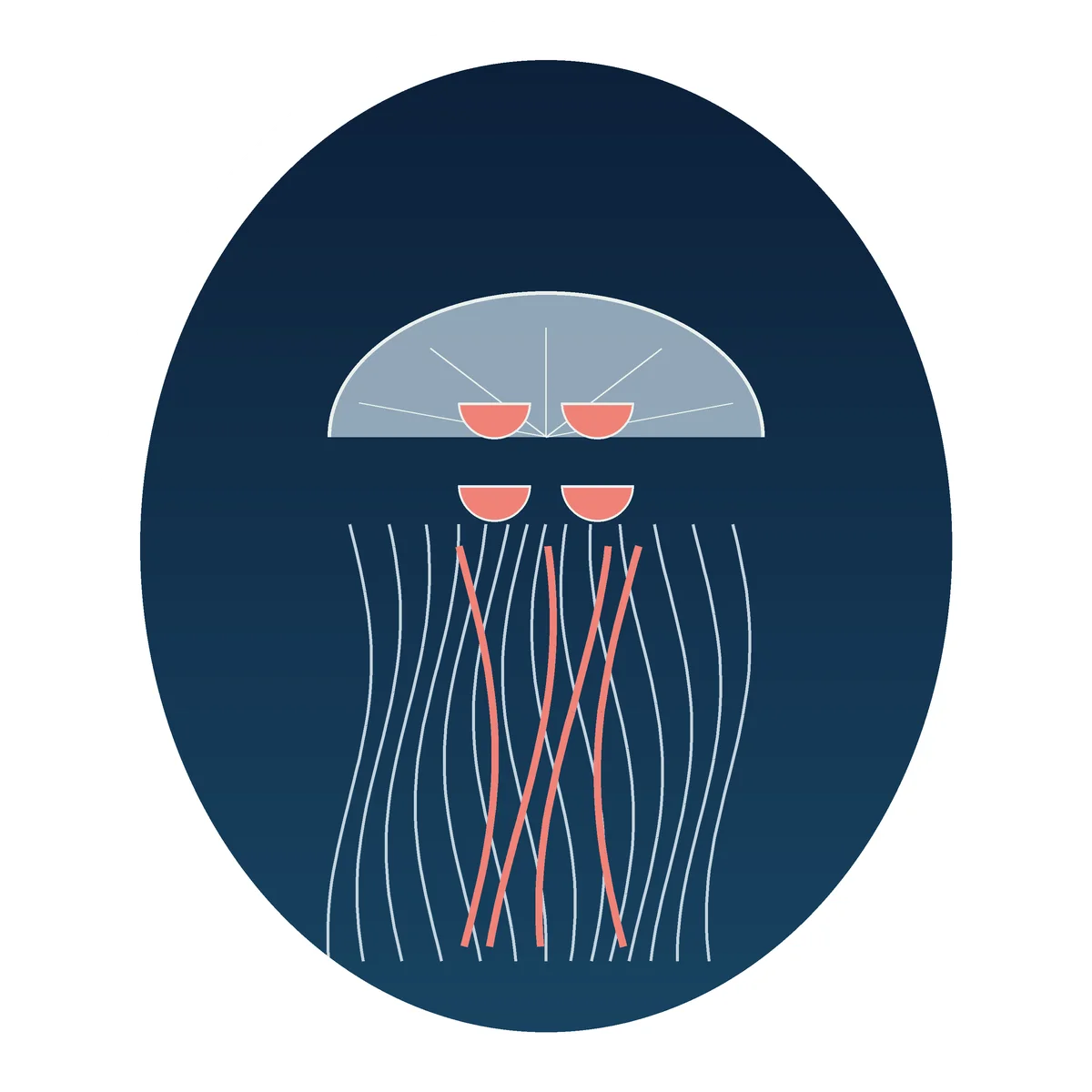 Moon Jellyfish