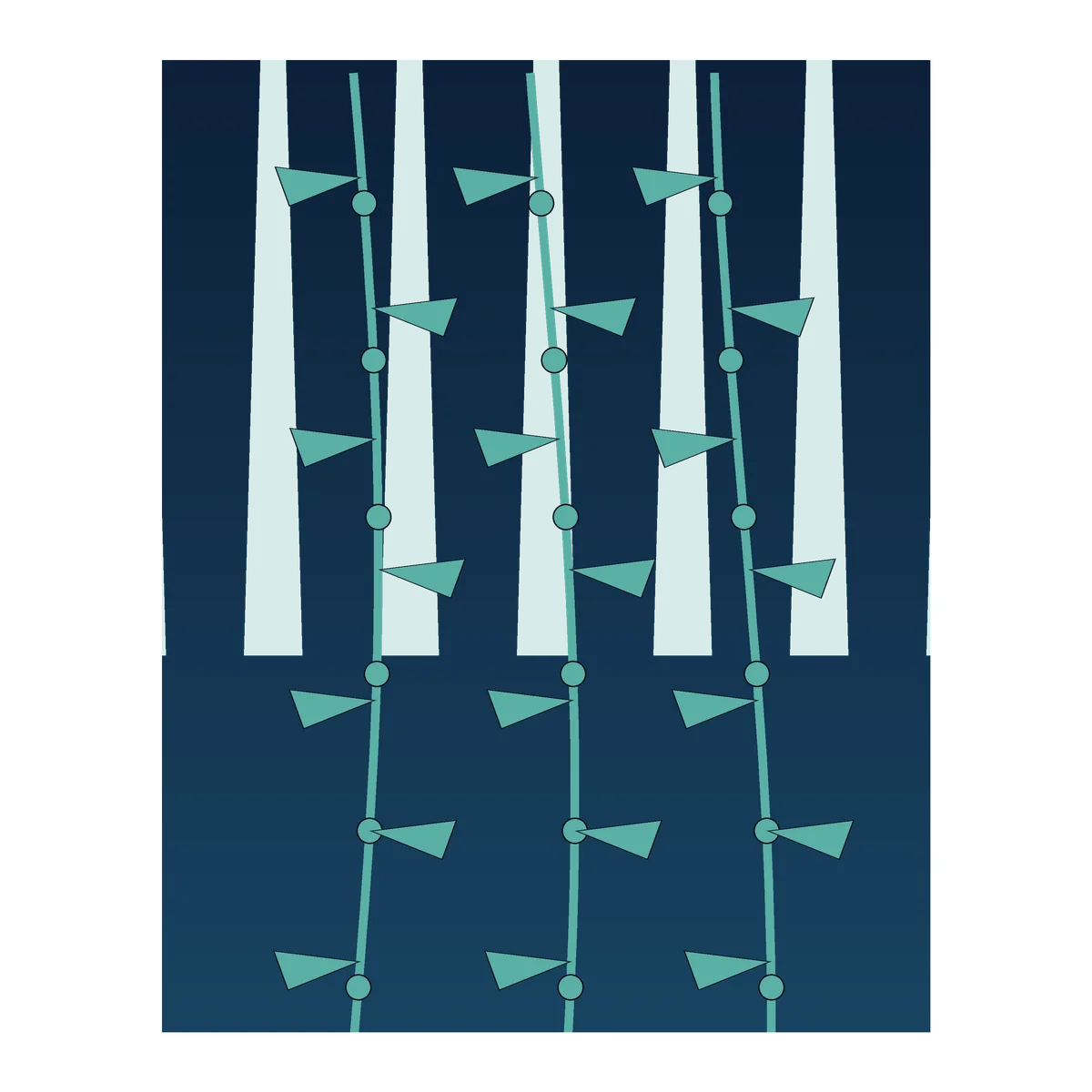 Kelp Forest