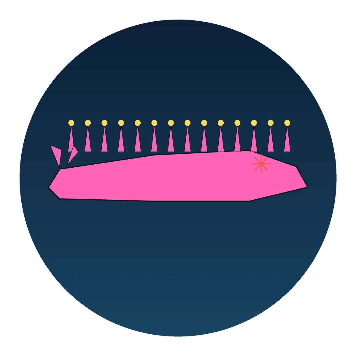 Nudibranch